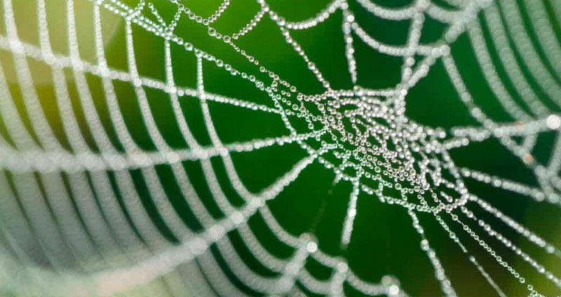 spider net